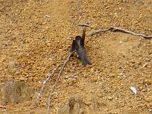 Black -capped Swallow